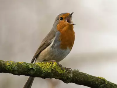 Not Just Humans, Traffic Noise Makes Rural Robin Birds More Aggressive, Finds Study
