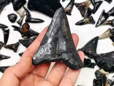 Shark Graveyard: Strange Fossilised Teeth Found At The Bottom Of The Indian Ocean