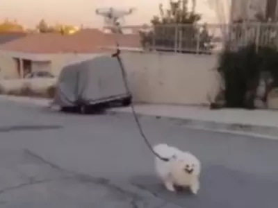 Man Walks His Dog With A Drone In Old Viral Video