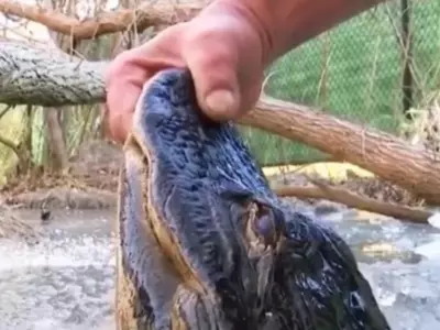 Man Digs Out Alligator From Frozen Lake Video