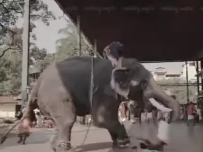 Elephant Attacks Mahout