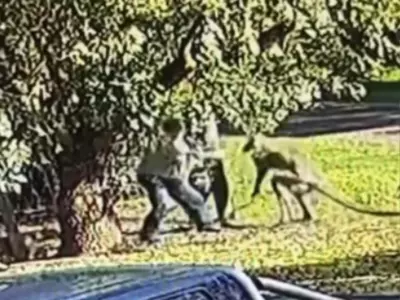Kangaroo Attacks Aussie Man Video
