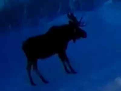 Alaskan Moose Sheds Off Both Antlers