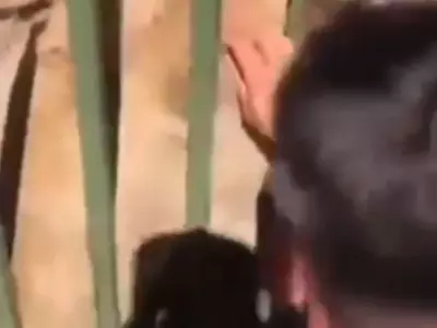 Man carelessly pets lion video