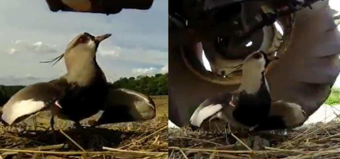 Old Video Of Bird Protecting Its Eggs Goes Viral