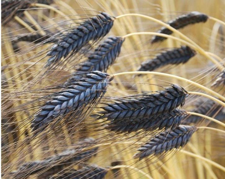 AMARPREET SINGH HIRA