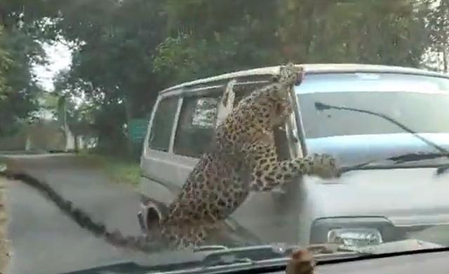 Leopard Goes On An Attack Spree In Assam's Jorhat, Leaves 13, Including  Forest Staff Injured