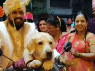 Groom Takes Pet Dog To Wedding