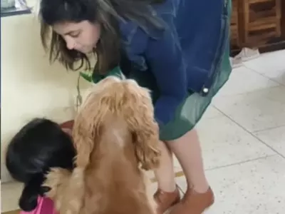 dog tries to save girl 