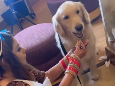 Bride Feeds Pet Dog With Hands 
