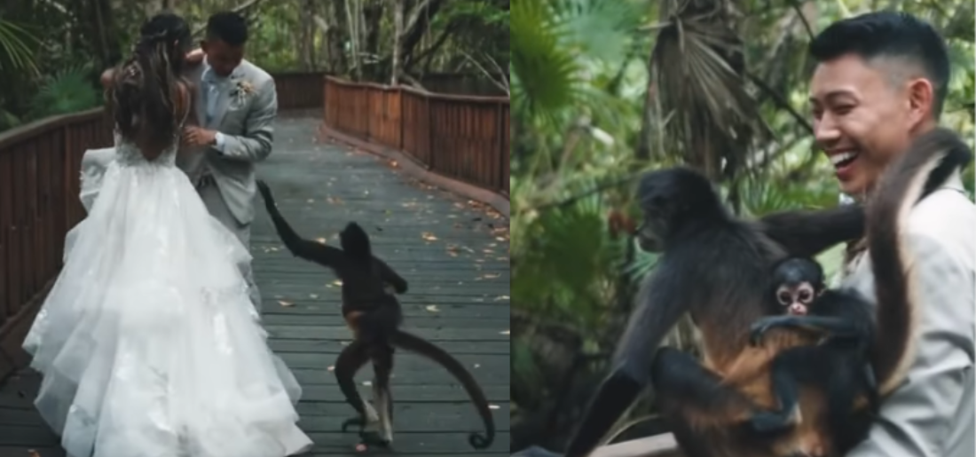 Couple's Wedding Photoshoot Interrupted By Monkey