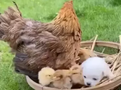 puppy confuse hen as mother