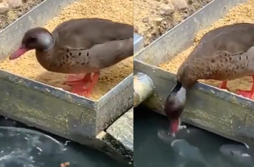 Duck Feeds Fish In A Heartwarming Viral Video Duck Feeds Fish In A Heartwarming Viral Video