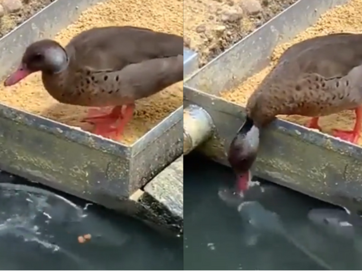 duck feeding fish