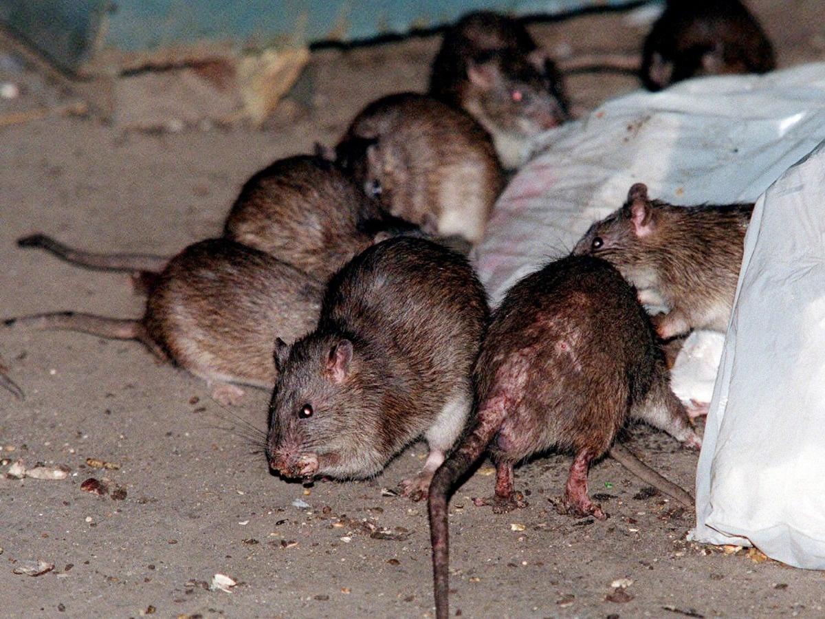 NYC Successful Rat-Killing Method Won't Solve the Rat Problem: Expert