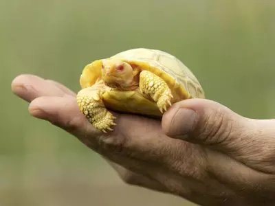 Rare Albino Galapagos Tortoise