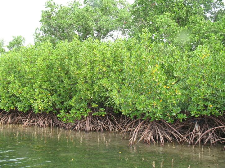 Bombay HC Allows Cutting Of Over 21,000 Mangroves In Mumbai, Thane And Palghar For Bullet Train