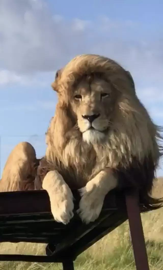 Lion with lustrous mane