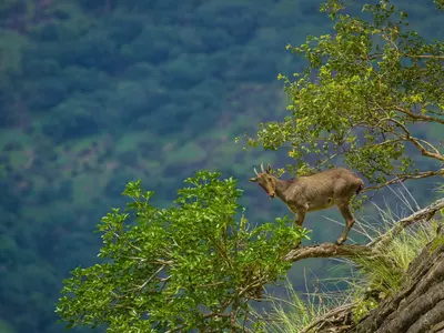 Tamil Nadu Launches Project To Protect Nilgiri Tahr
