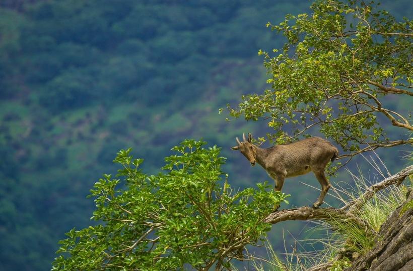 TN Launches Project To Protect Nilgiri Tahr: All You Need To Know About The  Endangered Mountain Goat