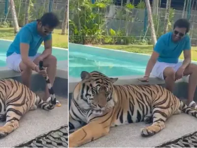 People Slam Santhanam For Allegedly Promoting Animal Abuse As He Pets A Tiger In Viral Video 
