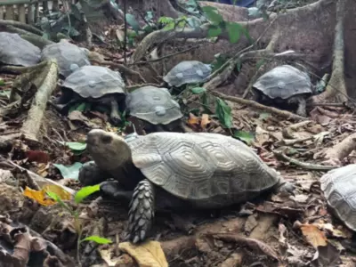 10 Endangered Asian Giant Tortoise Rewilded In Nagaland’s Protected Forest 