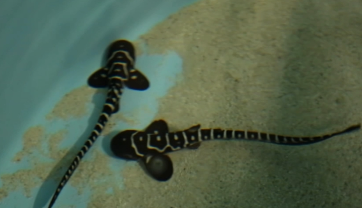 US Zebra Shark Virgin Birth Without Mating With Male Shark