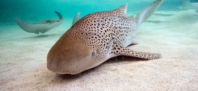 US Zebra Shark Virgin Birth Without Mating With Male Shark