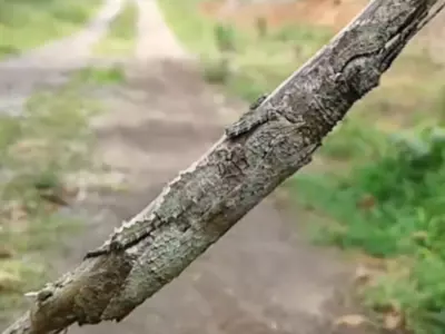 Viral Video Insect camouflage 