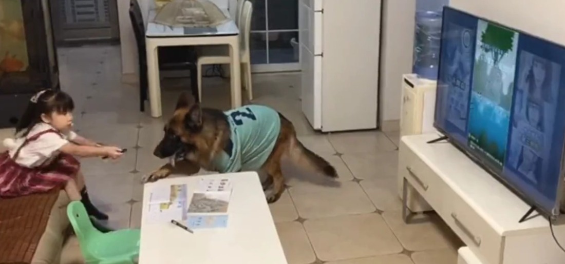 Dog Reminds Little Girl To Study And Switch Off TV