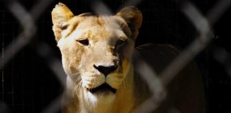 Man Gets Bitten By Lion After Carelessly Petting It