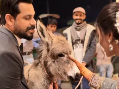 Donkey as wedding gift
