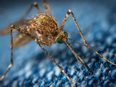 'Super Mosquitoes' In Parts Of Asia Have Mutated To Become Insecticide Resistant