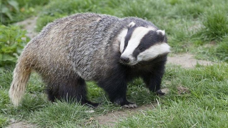 grave badger found amitabh bachchan house