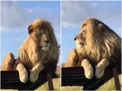 masai national park lion viral video 