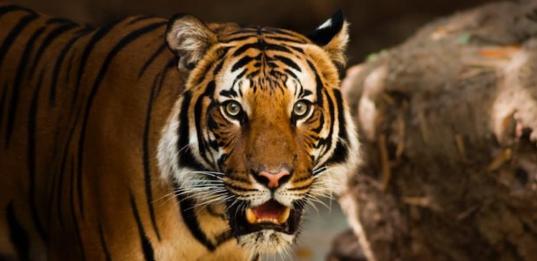 Royal Bengal Tiger Crosses River Video