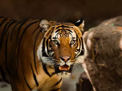 Royal Bengal Tiger Crosses River Video