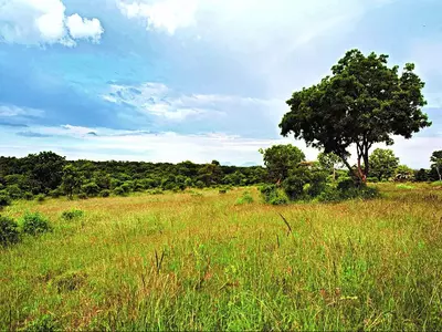 Hesaraghatta grasslands: People’s will to decide its fate