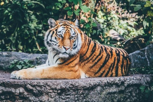 Viral Video Shows Royal Bengal Tiger Crossing River Viral Video Shows Royal Bengal Tiger Crossing River