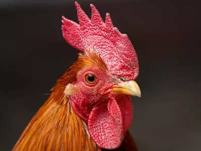 Doctor Files Complaint Against Rooster