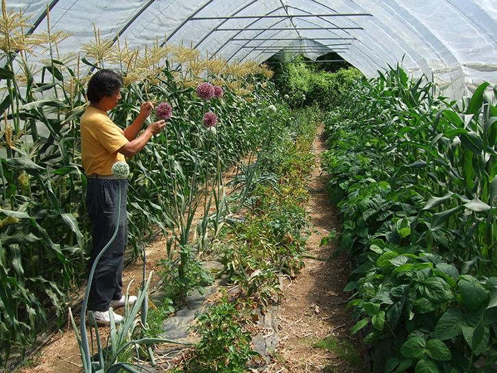 Most Expensive Spinach In The World That Cost Around Rs 3,000 For 1 KG