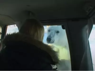 Reporter Encounters Hungry Polar Bear In Canada