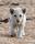 white lion cub with mother in wild viral video