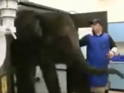 Elephant Gets X-Ray Procedure Video
