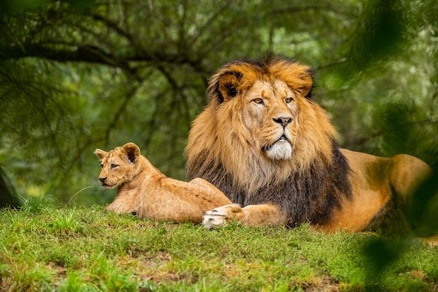 Man Gets Bitten By Lion After Carelessly Petting It Man Gets Bitten By Lion After Carelessly Petting It