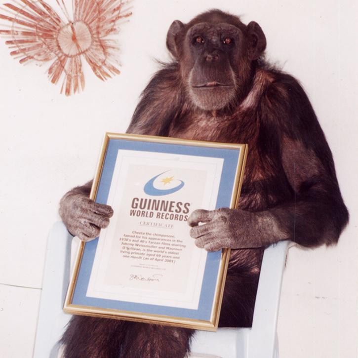 Ghepardul Cimpanzeul, cea mai bătrână primată de până acum