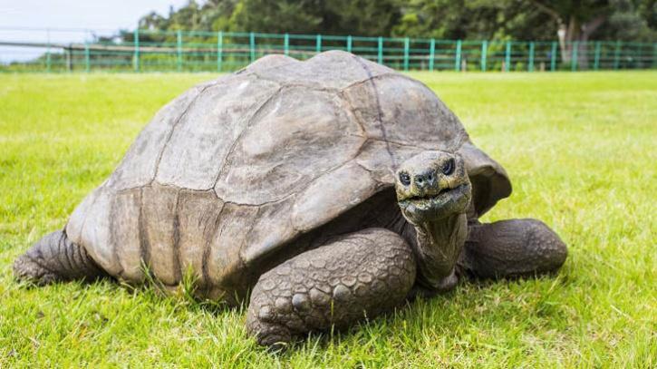 Jonathan, o țestoasă uriașă din Seychelles