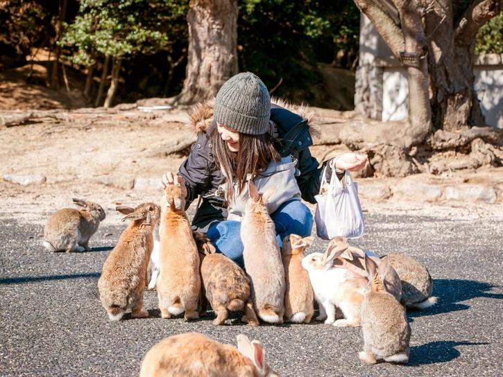 Rabbit Island 