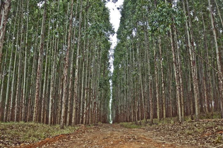 Eucalyptus 