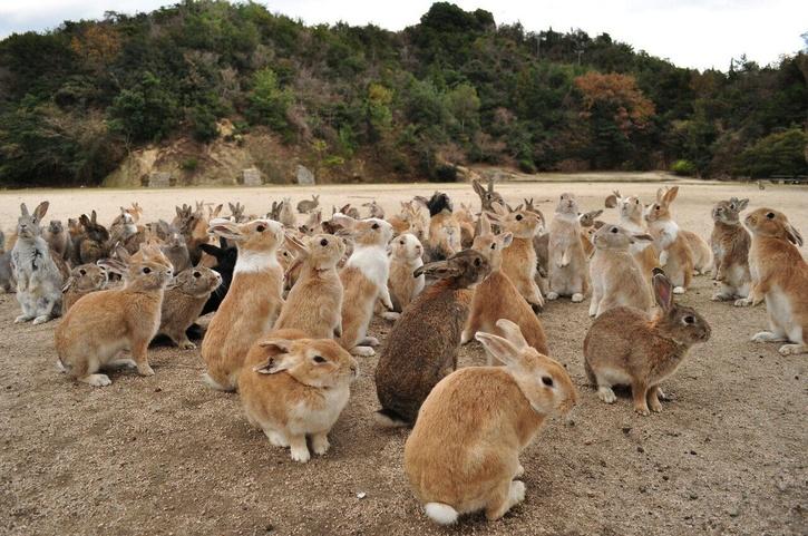 Rabbit Island 